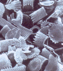 Celatom – Image 3